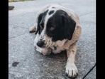 A photo of the street dog named Kupata that helps children cross the road in Georgia. (lovelykupata/Instagram) A photo of the street dog named Kupata that helps children cross the road in Georgia. (lovelykupata/Instagram)