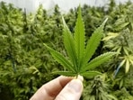 Cannabis use has risen with legalization and Covid lockdowns: UN report(Shutterstock) Cannabis use has risen with legalization and Covid lockdowns: UN report(Shutterstock)