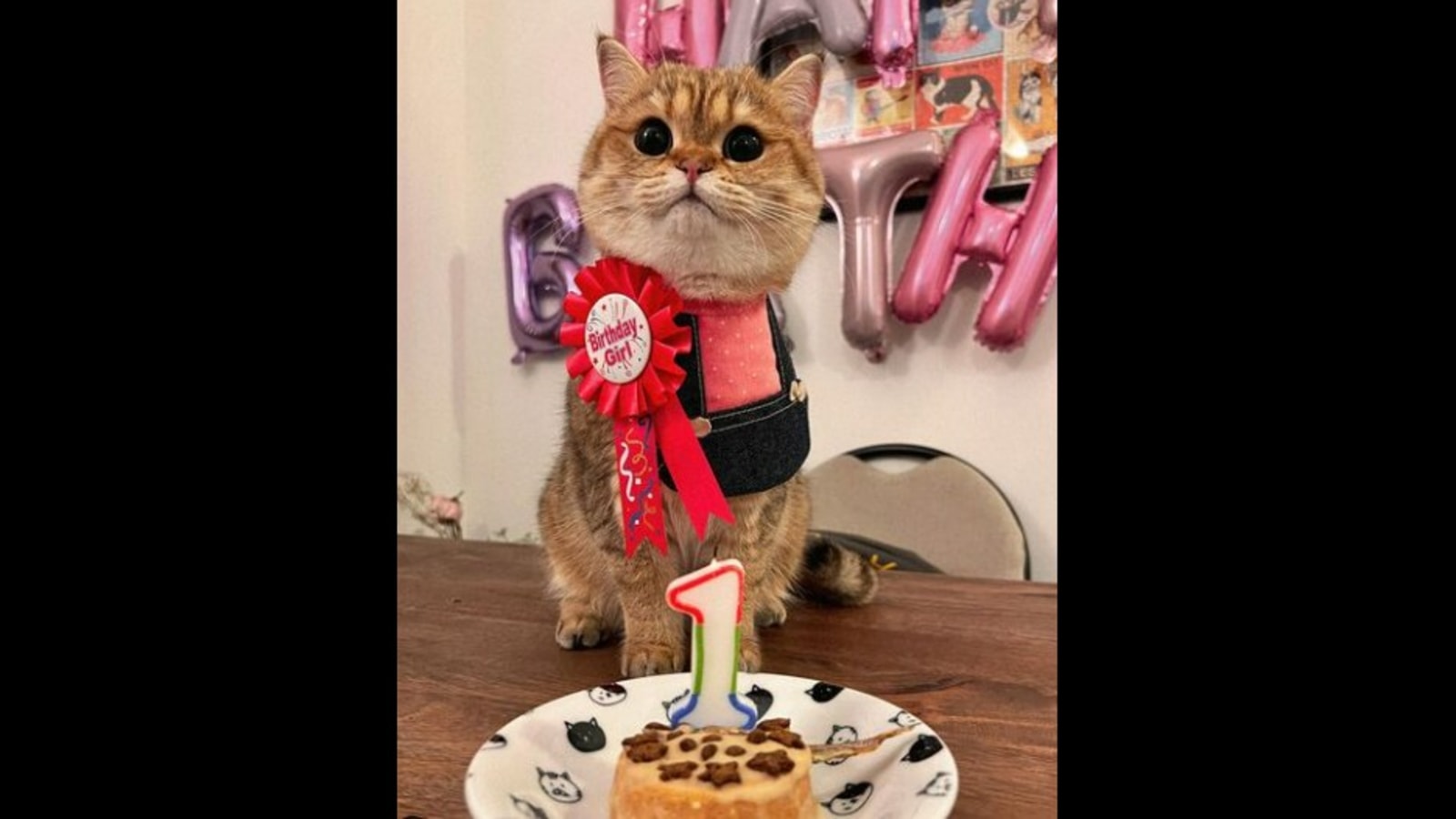 happy birthday funny cat cake