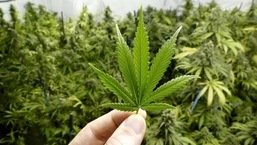 Uso de cannabis aumentou com legalização e bloqueios de Covid: relatório da ONU