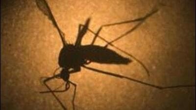 Doctors have advised to avoid delay in treatment if one has a history of fever, headache, rashes, muscle and joint pain, vomiting and diarrhoea, as malaria and Covid have similar symptoms. (REPRESENTATIVE PHOTO) Doctors have advised to avoid delay in treatment if one has a history of fever, headache, rashes, muscle and joint pain, vomiting and diarrhoea, as malaria and Covid have similar symptoms. (REPRESENTATIVE PHOTO)