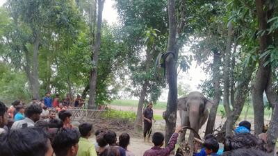 Villagers assembled in Beli village in Dudhwa buffer zone where the big cat killed a youth. (HT photo) Villagers assembled in Beli village in Dudhwa buffer zone where the big cat killed a youth. (HT photo)