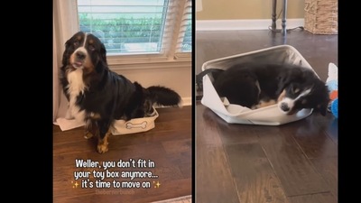 The dog tried to squeeze into his toy box that he had since he was a puppy.&nbsp; (dogsofinstagram/Instagram)