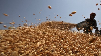 Egypt, one of world's biggest wheat importers, to buy 180K (REUTERS)