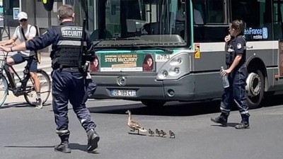 The mother duck and her baby ducklings cross the road safely with help from the police.&nbsp; (Instagram/@licsu)