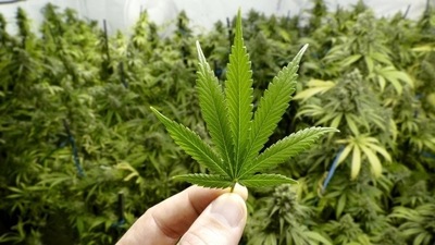 Cannabis use has risen with legalization and Covid lockdowns: UN report (Shutterstock) Cannabis use has risen with legalization and Covid lockdowns: UN report (Shutterstock)