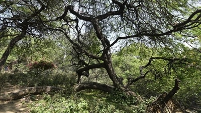 Vilayati kikar (Babul) tree at Ridge in New Delhi. (Ravi Choudhary/HT File Photo) Vilayati kikar (Babul) tree at Ridge in New Delhi. (Ravi Choudhary/HT File Photo)