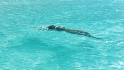 Additionally, Turks and Caicos is an archipelago of 40 low-lying coral islands in the Atlantic Ocean, southeast of the Bahamas. The gateway island is home to expansive Grace Bay Beach, with luxury resorts, breathtaking views, clear blue waters and restaurants. (Instagram)