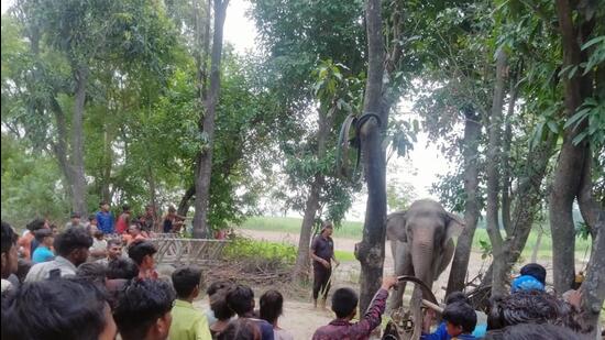 Villagers assembled in Beli village in Dudhwa buffer zone where the big cat killed a youth. (HT photo)