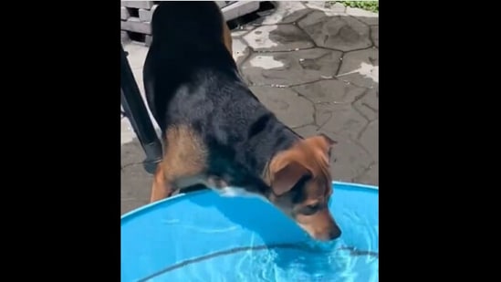 The dog drinks water from the pool instead of swimming in it.&nbsp;(Instagram/@adognamedaurora)