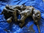 This handout image released by the Government of Yukon on June 25, 2022 shows a complete baby woolly mammoth named Nun cho ga found in Yukon's Eureka Creek, south of Dawson City, Canada. - Miners in the Klondike gold fields of Canada's far north have made a rare discovery, digging up the mummified remains of a near complete baby woolly mammoth.&nbsp;(AFP PHOTO / GOVERNMENT OF YUKON)