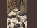 A screengrab of the photo shared on Twitter that shows a dog that keeps coming back to his departed humans' house in Afghanistan.(@SSamiraSR/Twitter) A screengrab of the photo shared on Twitter that shows a dog that keeps coming back to his departed humans' house in Afghanistan.(@SSamiraSR/Twitter)