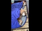 A screengrab of the video of two golden retriever dogs sleeping inside a tent. (thetripawdtwins/Instagram) A screengrab of the video of two golden retriever dogs sleeping inside a tent. (thetripawdtwins/Instagram)