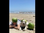 The image of the dog relaxing with its human on a beach is taken from the video shared on Instagram. (Instagram/@ladyandtheblues) The image of the dog relaxing with its human on a beach is taken from the video shared on Instagram. (Instagram/@ladyandtheblues)
