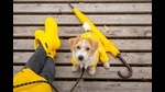 This monsoon, before and after daily walks, pat dry your dog’s fur with a towel. Powders with antifungal properties can help prevent infections. One will also need to temporarily switch to a waterless shampoo for them. (Photo: Shutterstock) This monsoon, before and after daily walks, pat dry your dog’s fur with a towel. Powders with antifungal properties can help prevent infections. One will also need to temporarily switch to a waterless shampoo for them. (Photo: Shutterstock)