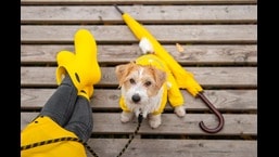 This monsoon, before and after daily walks, pat dry your dog’s fur with a towel. Powders with antifungal properties can help prevent infections. One will also need to temporarily switch to a waterless shampoo for them. (Photo: Shutterstock)