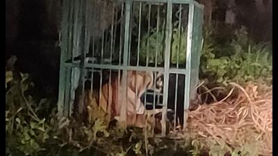 The tiger that was trapped by foresters late on Monday night. (Sourced)