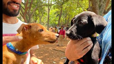 Cubbon Park has been a popular hang out zone for both dogs and their hoomans to socialise Cubbon Park has been a popular hang out zone for both dogs and their hoomans to socialise