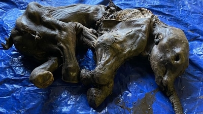 This handout image released by the Government of Yukon on June 25, 2022 shows a complete baby woolly mammoth named Nun cho ga found in Yukon's Eureka Creek, south of Dawson City, Canada. - Miners in the Klondike gold fields of Canada's far north have made a rare discovery, digging up the mummified remains of a near complete baby woolly mammoth. (AFP PHOTO / GOVERNMENT OF YUKON) This handout image released by the Government of Yukon on June 25, 2022 shows a complete baby woolly mammoth named Nun cho ga found in Yukon's Eureka Creek, south of Dawson City, Canada. - Miners in the Klondike gold fields of Canada's far north have made a rare discovery, digging up the mummified remains of a near complete baby woolly mammoth. (AFP PHOTO / GOVERNMENT OF YUKON)