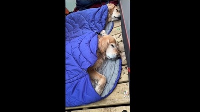 A screengrab of the video of two golden retriever dogs sleeping inside a tent. (thetripawdtwins/Instagram) A screengrab of the video of two golden retriever dogs sleeping inside a tent. (thetripawdtwins/Instagram)