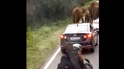 The image, taken from the Twitter video, shows the elephants. (Twitter/@supriyasahuias)