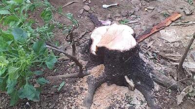 As many as 13 sandalwood trees were axed and stolen from the secured premises of the High Explosives Factory located in Khadki (REPRESENTATIVE IMAGE) As many as 13 sandalwood trees were axed and stolen from the secured premises of the High Explosives Factory located in Khadki (REPRESENTATIVE IMAGE)