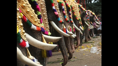 Elephants at the Thrissur Pooram festival in Thrissur, Kerala. The ornamental head covering is called a nettipattam. (HT Archive) Elephants at the Thrissur Pooram festival in Thrissur, Kerala. The ornamental head covering is called a nettipattam. (HT Archive)