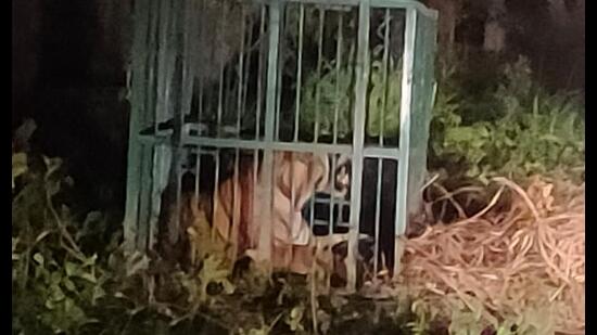 The tiger that was trapped by foresters late on Monday night. (Sourced) The tiger that was trapped by foresters late on Monday night. (Sourced)