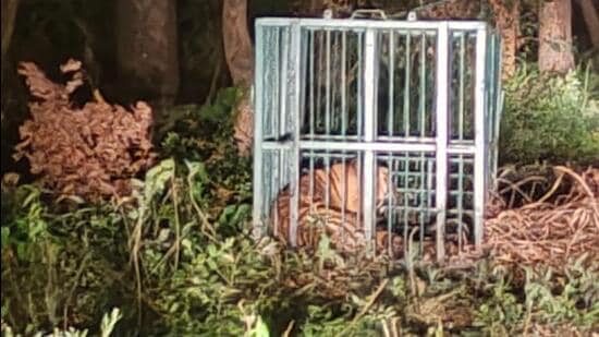 Forest officials said the tiger was captured in Khairatia village in Lakhimpur Kheri at about 2am. (Forest department)