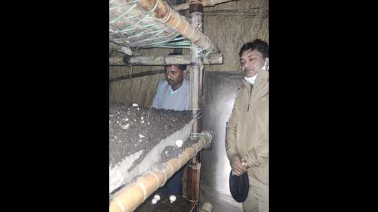 Farmers growing mushrooms in the artificial bed-like structure. (HT Photo)