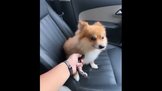 Man s car may not start but his dog does. Watch funny video to