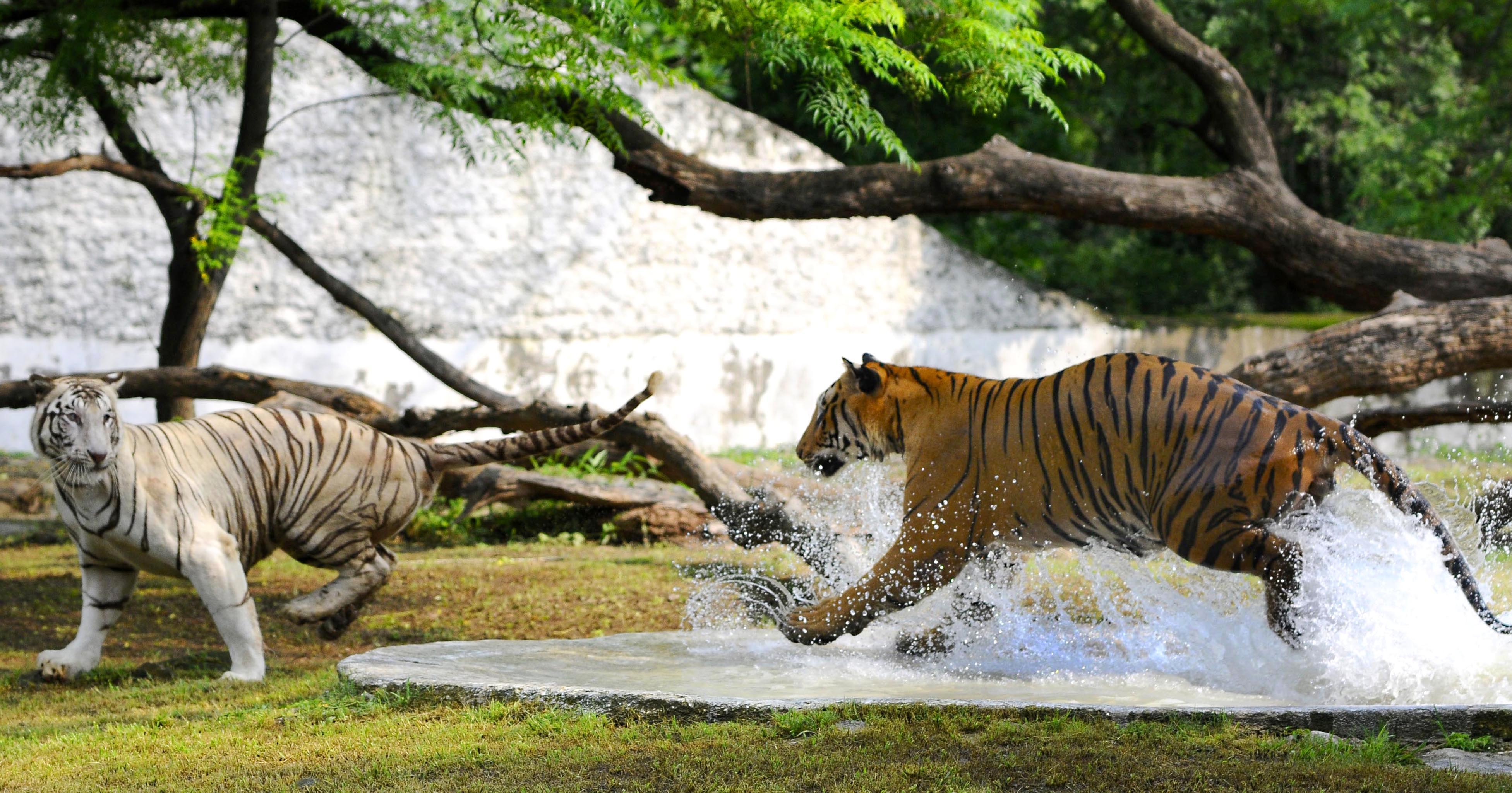 Royal Bengal tigers in a playful mood at Chhatbir Zoo