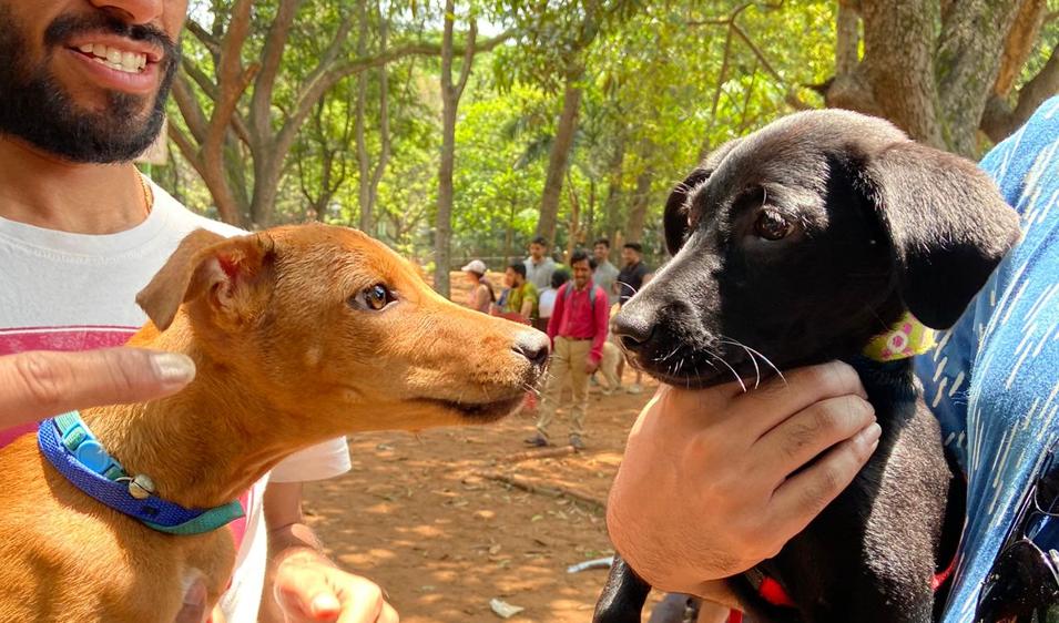 Cubbon Park has been a popular hang out zone for pet dogs to socialize safely and roam free in Bengaluru. Cubbon Park has been a popular hang out zone for pet dogs to socialize safely and roam free in Bengaluru.