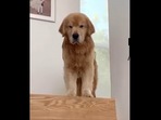 The grumpy Lazy Lad - a Golden Retriever doggo. The grumpy Lazy Lad - a Golden Retriever doggo. 