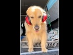 The golden retriever dog wears headphones to cope with the noise of huskies howling loudly. (nico.jackson.zoey/Instagram) The golden retriever dog wears headphones to cope with the noise of huskies howling loudly. (nico.jackson.zoey/Instagram)