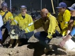 Photo taken after the successful rescue of the two puppies from the tortoise’s den. (Facebook/@SanBernardinoCountyFire) Photo taken after the successful rescue of the two puppies from the tortoise’s den. (Facebook/@SanBernardinoCountyFire)