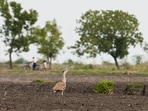 the Great Indian Bustard is particularly vulnerable to power line collisions due to its narrow frontal vision and heavy flight. (Samad Kottur) the Great Indian Bustard is particularly vulnerable to power line collisions due to its narrow frontal vision and heavy flight. (Samad Kottur)