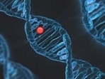 Role of single gene linked to epilepsy, autism identified: Study(ANI)