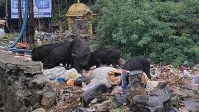 While the PMC’s pigs’ squad continues to take action, the problem persists. (HT PHOTO) While the PMC’s pigs’ squad continues to take action, the problem persists. (HT PHOTO)