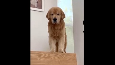 The grumpy Lazy Lad - a Golden Retriever doggo.&nbsp; (Instagram/@pawshub_)