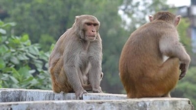 Amethi police said the monkey was injured and sitting on the roadside near the beer shop when the three youths came out of the shop in an inebriated state and started attacking it. (Pic for representation) Amethi police said the monkey was injured and sitting on the roadside near the beer shop when the three youths came out of the shop in an inebriated state and started attacking it. (Pic for representation)