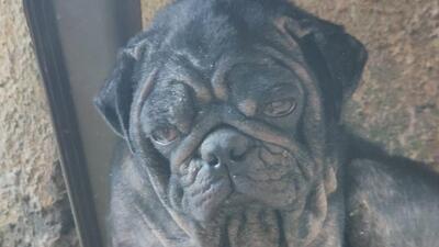 According to cops, the pug was tied outside its house for the last few days. After witnessing the hapless pet’s worsening situation due to the owner’s negligence to its condition. (HT Photo) According to cops, the pug was tied outside its house for the last few days. After witnessing the hapless pet’s worsening situation due to the owner’s negligence to its condition. (HT Photo)
