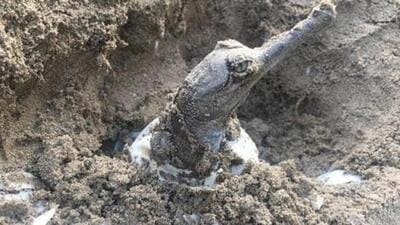 Gharials live in deep fast-moving rivers, feed on fish and require sandy banks for nesting. (HT file picture)