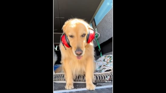 The golden retriever dog wears headphones to cope with the noise of huskies howling loudly.&nbsp;(nico.jackson.zoey/Instagram)
