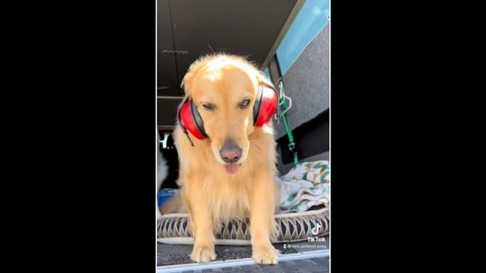 The golden retriever dog wears headphones to cope with the noise of huskies howling loudly.&nbsp;(nico.jackson.zoey/Instagram)