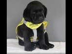 A screengrab of the video of a puppy sleeping during his guide dog initiation photoshoot. (@dog_rates/Instagram) A screengrab of the video of a puppy sleeping during his guide dog initiation photoshoot. (@dog_rates/Instagram)