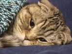 In its report, Nature also said cat-human transmissions are probably rare.(Shutterstock. Representative image) In its report, Nature also said cat-human transmissions are probably rare.(Shutterstock. Representative image)