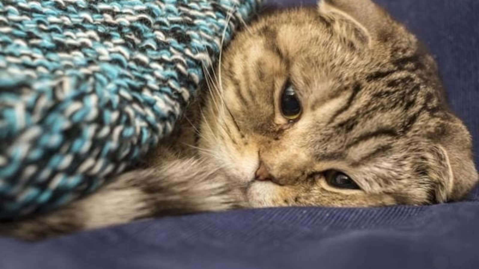 You are currently viewing First case of human getting Covid from cat in Thailand: Report