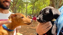 कब्बन पार्क पालतू कुत्तों के लिए सुरक्षित रूप से मेलजोल करने और बेंगलुरू में मुक्त घूमने के लिए एक लोकप्रिय हैंग आउट क्षेत्र रहा है।