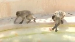 Japanese monkeys at the Bioparco di Roma Zoo are being given frozen fruits to cope up with the heatwave.&nbsp;